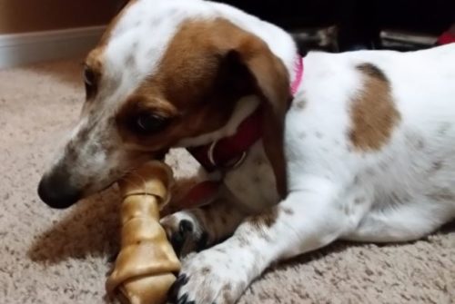 Are Rawhide Bones Safe For Dogs?