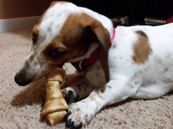 Are Rawhide Bones Safe For Dogs?