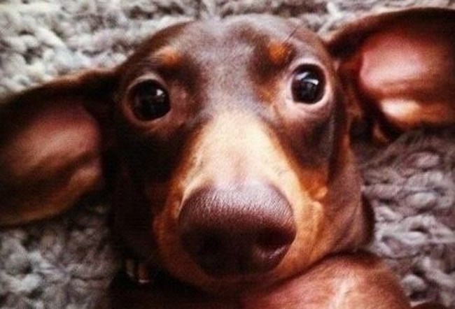 Eleven of the Best Dachshund Memes Ever!