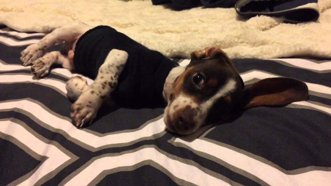 Dachshund Puppy Complains About Sock Sweater