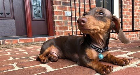 Mini Dachshunds First Day Home